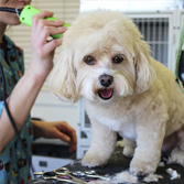 Business Networking Ayrshire - Dog Groomer