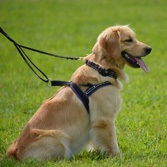 Business Networking Ayrshire - Dog Walker